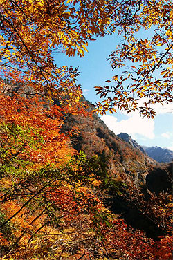 紅葉の海谷渓谷